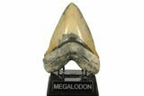 Sharply Serrated, Fossil Megalodon Tooth - North Carolina #192465-1